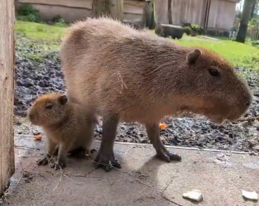 conservation capybara