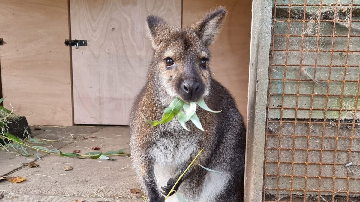 wallabies wildlife conservation