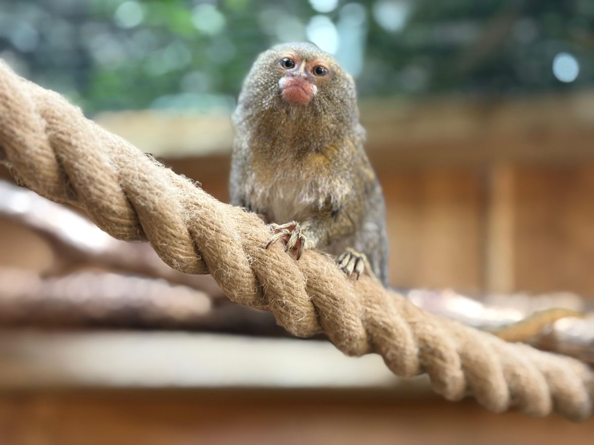 Pygmy Marmosets Conservation