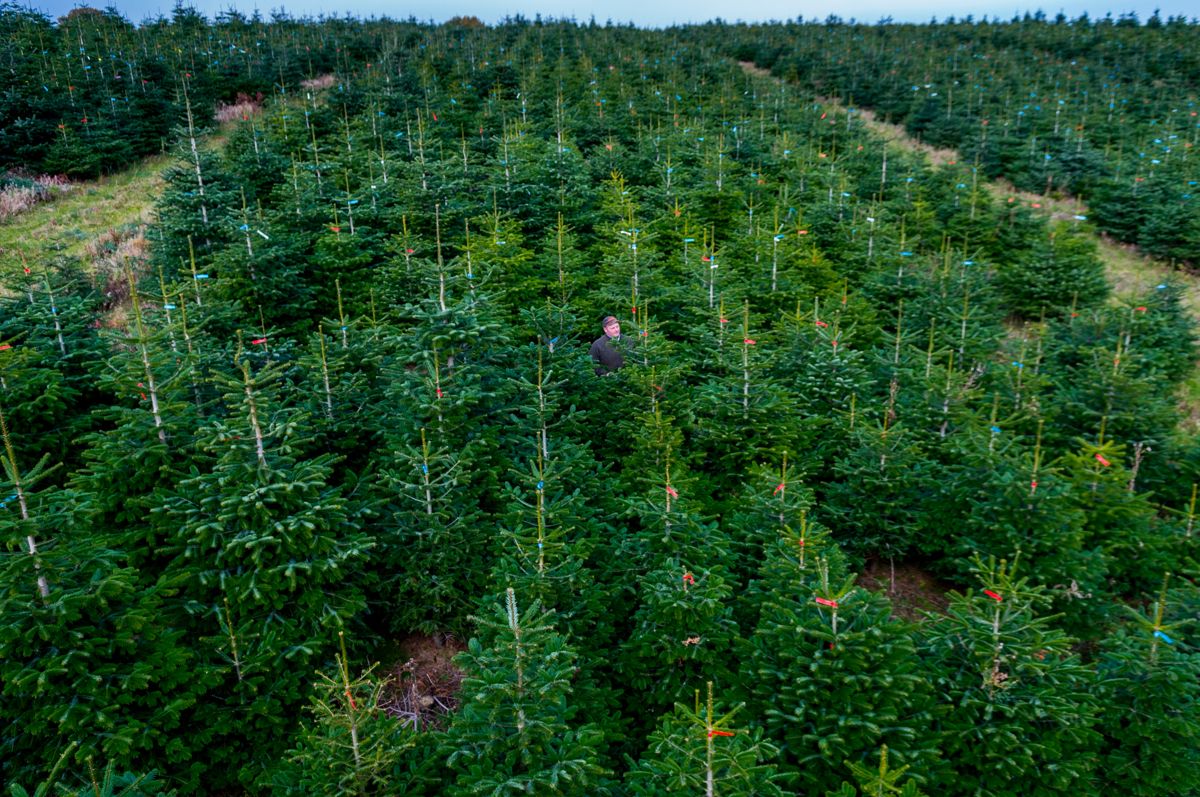 Christmas Trees Leeds